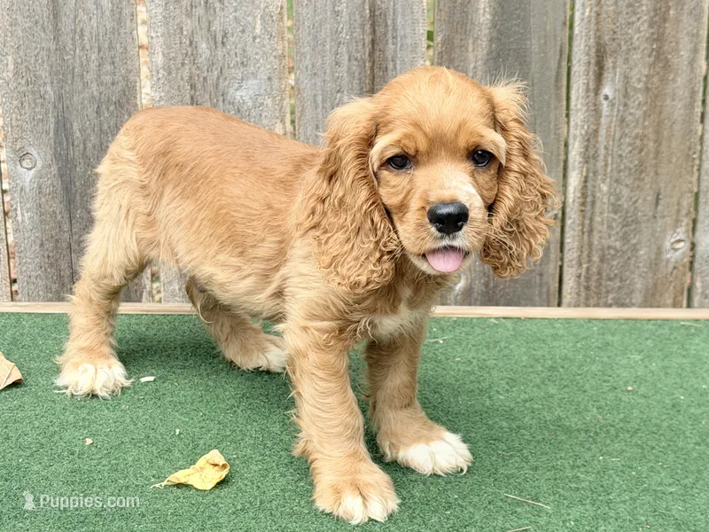 Jax – Cocker Spaniel puppy for sale in Walnut, MS