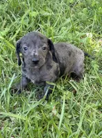 Stella, a female Miniature Dachshund for sale in Walnut, MS – 4 of 7