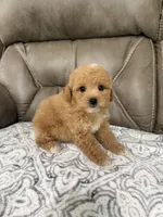 Buddy, a male Miniature Goldendoodle for sale in Walnut, MS – 5 of 8