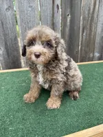 Dart, a male Schnoodle for sale in Walnut, MS – 4 of 9