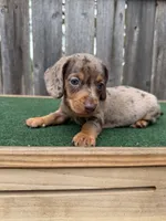 Tazz, a male Miniature Dachshund for sale in Walnut, MS – 3 of 8