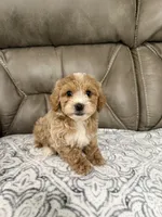 Nolan, a male Miniature Goldendoodle for sale in Walnut, MS – 4 of 8
