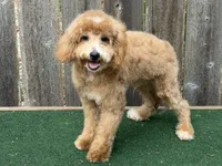 Oliver , a male Bichpoo for sale in Walnut, MS – 4 of 7