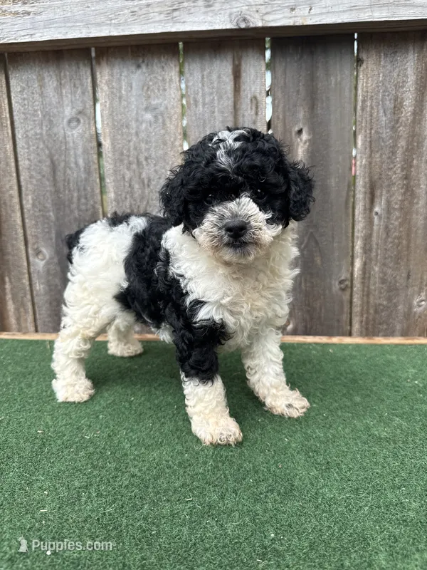 Oreo – Poodle - Miniature  puppy for sale in Walnut, MS