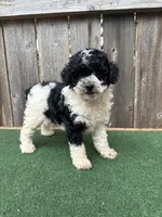 Oreo, a male Poodle - Miniature  for sale in Walnut, MS – 1 of 6