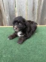 Bella, a female Schnoodle for sale in Walnut, MS – 6 of 8