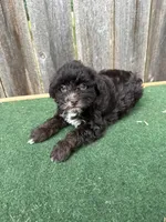 Bella, a female Schnoodle for sale in Walnut, MS – 4 of 8