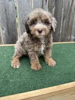 Dart, a male Schnoodle for sale in Walnut, MS – 3 of 9