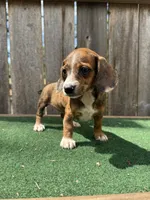 Tinker, a female Miniature Dachshund for sale in Walnut, MS – 5 of 6
