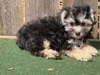 Gus, a male Morkie for sale in Walnut, MS – 2 of 3
