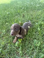 Bella, a female Miniature Dachshund for sale in Walnut, MS – 2 of 8