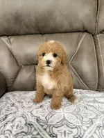 Bear, a male Miniature Goldendoodle for sale in Walnut, MS – 7 of 8