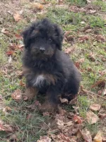 Hamilton , a male Poodle - Miniature  for sale in Walnut, MS – 3 of 5