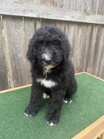 Sadie, a female Bernedoodle for sale in Walnut, MS – 9 of 9
