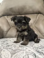 Rosco, a male Morkie for sale in Walnut, MS – 2 of 7