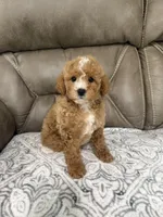Marlee, a female Miniature Goldendoodle for sale in Walnut, MS – 9 of 9