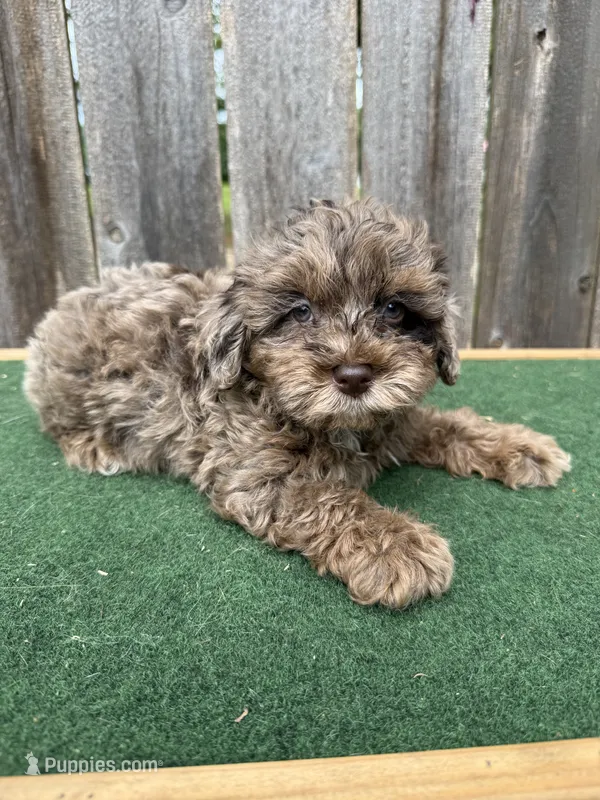 Chase – Schnoodle puppy for sale in Walnut, MS