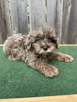 Chase, a male Schnoodle for sale in Walnut, MS – 1 of 6