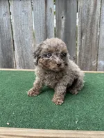 Ella , a female Poodle - Miniature  for sale in Walnut, MS – 3 of 5