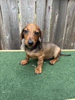 Oscar, a male Miniature Dachshund for sale in Walnut, MS – 4 of 8