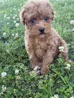 Buddy, a female Miniature Goldendoodle for sale in Walnut, MS – 6 of 8