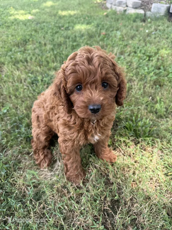 Maddie – Cockapoo puppy for sale in Walnut, MS