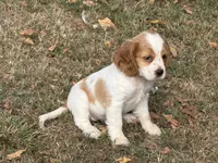 Lexi , a male Cockalier for sale in Walnut, MS – 2 of 2