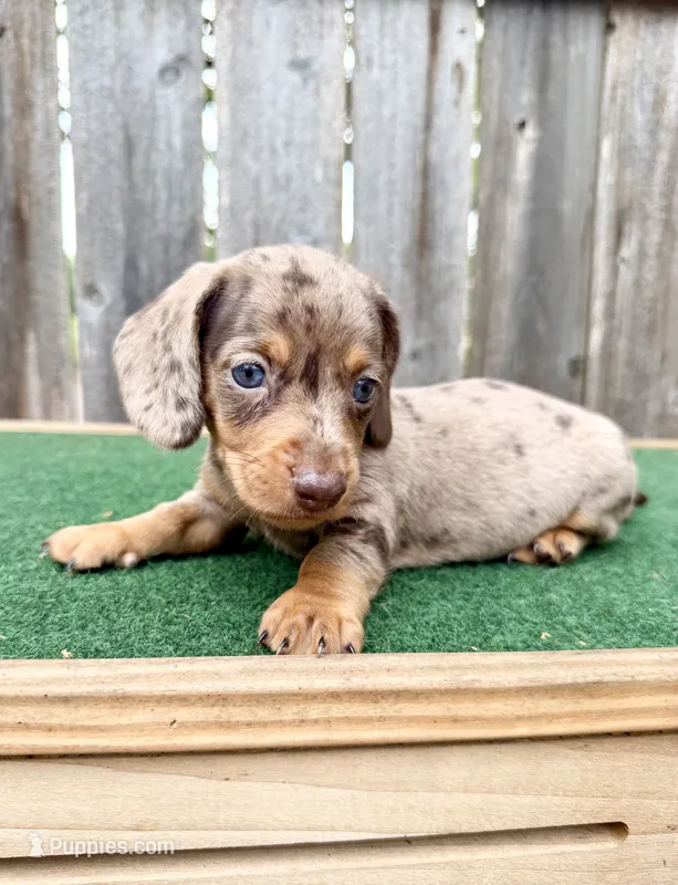 Tazz – Miniature Dachshund puppy for sale in Walnut, MS