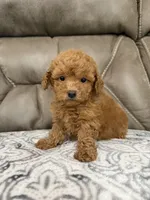 Marlee, a female Poodle - Miniature  for sale in Walnut, MS – 2 of 8
