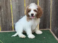 Malie, a female Cockapoo for sale in Walnut, MS – 2 of 5