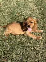 Andrew, a male Cocker Spaniel for sale in Walnut, MS – 4 of 5
