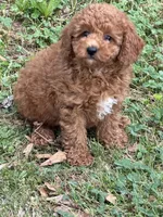 Red, a male Poodle - Miniature  for sale in Walnut, MS – Photo 2 of 4