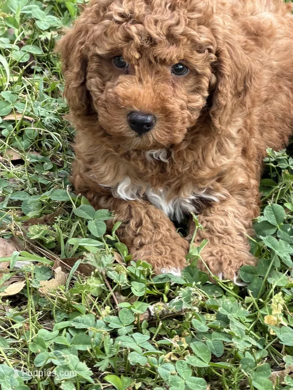 Red – Poodle - Miniature  puppy for sale in Walnut, MS