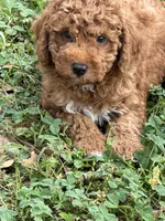 Red, a male Poodle - Miniature  for sale in Walnut, MS – Photo 1 of 4