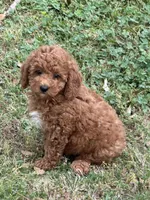 Red, a male Poodle - Miniature  for sale in Walnut, MS – Photo 4 of 4