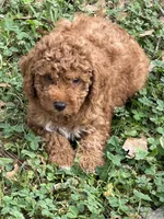 Red, a male Poodle - Miniature  for sale in Walnut, MS – Photo 3 of 4