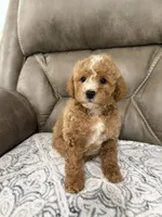 Marlee, a female Miniature Goldendoodle for sale in Walnut, MS – 4 of 9