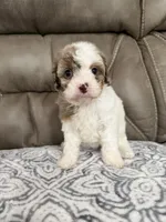 Maggie, a female Cavapoo for sale in Walnut, MS – 4 of 8