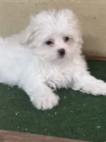 Snow , a female Maltese for sale in Walnut, MS – 3 of 5