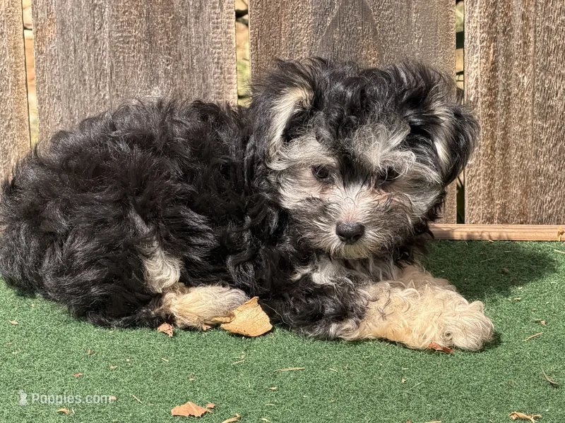 Gus – Morkie puppy for sale in Walnut, MS