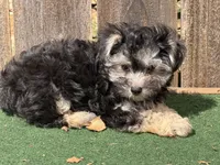 Gus, a male Morkie for sale in Walnut, MS – 1 of 3