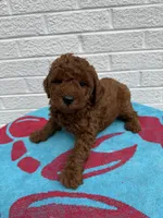 Chase, a male Miniature Goldendoodle for sale in Walnut, MS – Photo 7 of 7