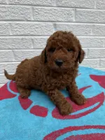 Chase, a male Miniature Goldendoodle for sale in Walnut, MS – Photo 5 of 7