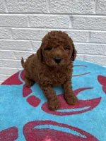 Chase, a male Miniature Goldendoodle for sale in Walnut, MS – Photo 2 of 7