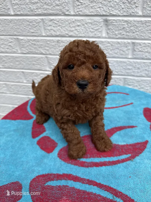Chase – Miniature Goldendoodle puppy for sale in Walnut, MS