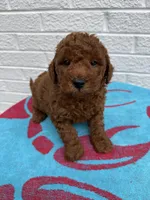 Chase, a male Miniature Goldendoodle for sale in Walnut, MS – Photo 4 of 7