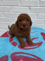Chase, a male Miniature Goldendoodle for sale in Walnut, MS – Photo 3 of 7