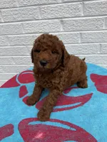 Chase, a male Miniature Goldendoodle for sale in Walnut, MS – Photo 6 of 7