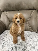 Marlee, a female Miniature Goldendoodle for sale in Walnut, MS – 6 of 9