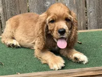 Jax, a male Cocker Spaniel for sale in Walnut, MS – 2 of 5